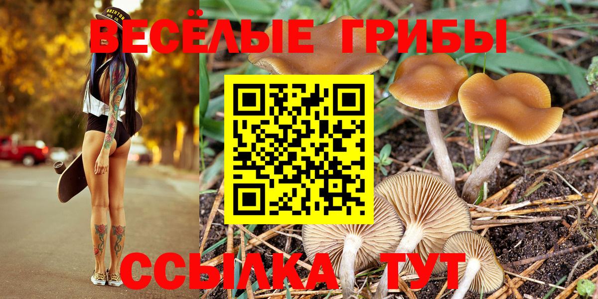 Псилоцибиновые грибы Psilocybe  Псилоцибиновые грибы MAGIC MUSHROOMS  сколько стоит  Белово 